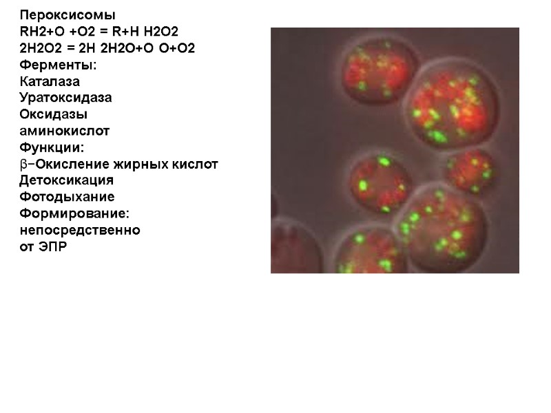 Пероксисомы RH2+O +O2 = R+H H2O2 2H2O2 = 2H 2H2O+O O+O2 Ферменты: Каталаза Уратоксидаза